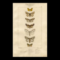 Nocturnes Specimen Poster posters