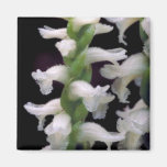 Nodding ladies' tresses fridge magnet