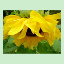 Nodding Sunflower posters by AnnMorash Nodding Sunflower posters