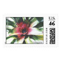 Noeregelia postage by Rosiane_Gouvea Noeregelia postage