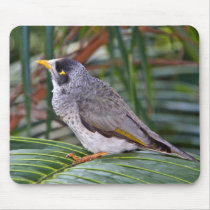 Noisy Miner Bird, Adelaide, Australia Mousemats