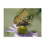 Nokomis Fritillary Post Cards