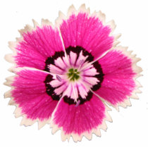 Non-lilting lapel flower photo sculptures by Elsapozu Non-lilting lapel flower photo sculptures