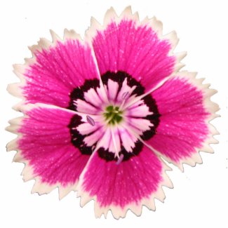 Non-lilting lapel flower photosculpture