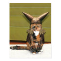Nordic Cat is Not Amused Postcard