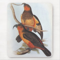 Norfolk Island Kaka - Nestor productus mousepads