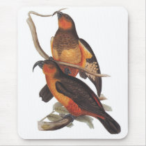 Norfolk Island Kaka - Nestor productus mousepads