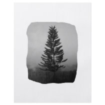 Norfolk Pine Black and White Picture Foggy