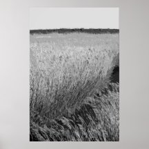 Norfolk Reed-beds (monochrome) Posters