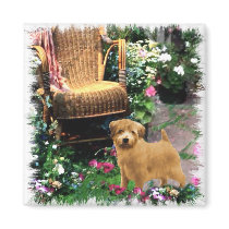 Norfolk Terrier Art Gifts magnets by DogsByDezign Norfolk Terrier Art Gifts magnets