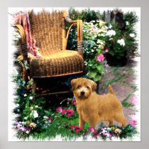 Norfolk Terrier Art Print