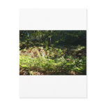 Norfolk Woodlands Post Card
