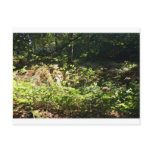 Norfolk Woodlands Post Card