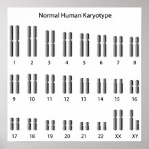 Normal human karyotype Poster