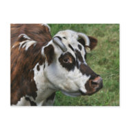Normandy cow postcard postcard