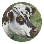 Normandy cow sticker