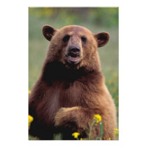North America, California, cinnamon Black bear