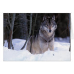 North America, Canada, Eastern Canada, Grey wolf