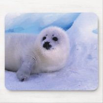 North America, Canada, Gulf of St. Lawrence. 2 Mousepads