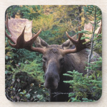 North America, Canada, Nova Scotia, Cape Breton Beverage Coasters