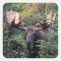 North America, Canada, Nova Scotia, Cape Breton Square Stickers