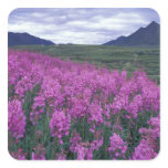 North America, Canada, Yukon. Fireweed blooms stickers