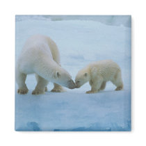 North America, Canadian Arctic. Polar bear and Refrigerator Magnets