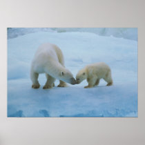 North America, Canadian Arctic. Polar bear and Posters