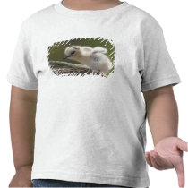 North America, Northwestern Hawaiian Islands, 2 Tshirt