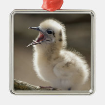 North America, Northwestern Hawaiian Islands, Christmas Ornaments