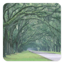 North America, U.S.A., Georgia, Savannah,