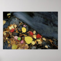 North America, US, ME, A stream in fall.