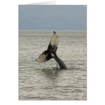 North America, USA, AK, Inside Passage. Humpback Card