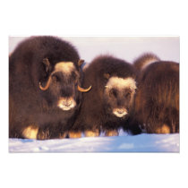 North America, USA, Alaska, Arctic Circle,