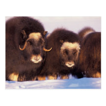 North America, USA, Alaska, Arctic Circle, Postcards