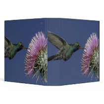 North America, USA, Arizona. Broad-billed Vinyl Binders