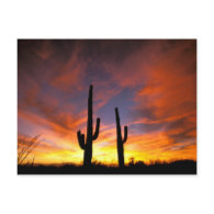 North America, USA, Arizona, Sonoran Desert. Post Card