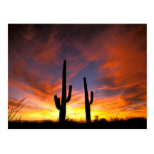 North America, USA, Arizona, Sonoran Desert. Post Card