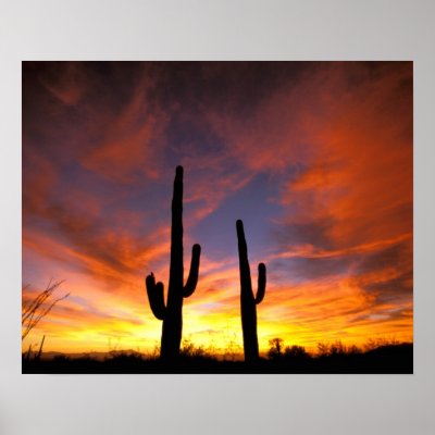 North America, USA, Arizona, Sonoran Desert. Posters