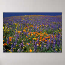 North America, USA, California, Los Angeles 2 Posters