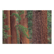 North America, USA, California, Yosemite NP, 2