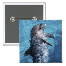 North America, USA, Hawaii. Dolphin 2 Pinback Buttons