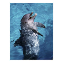 North America, USA, Hawaii. Dolphin 2 Post Cards