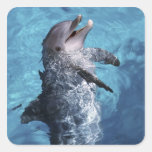 North America, USA, Hawaii. Dolphin 2 Square Stickers