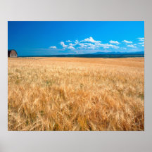 North America, USA, Idaho. Barley field in Posters
