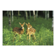 North America, USA, Minnesota. White-tailed Photo Art