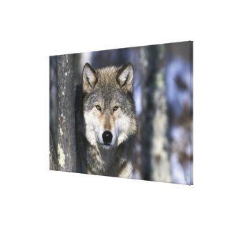 North America, USA, Minnesota. Wolf Canis 2 Canvas Prints