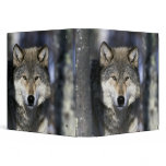 North America, USA, Minnesota. Wolf Canis Vinyl Binders