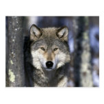 North America, USA, Minnesota. Wolf Canis Postcard