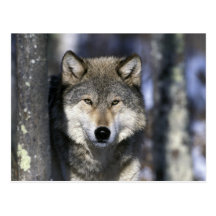 North America, USA, Minnesota. Wolf Canis Postcard